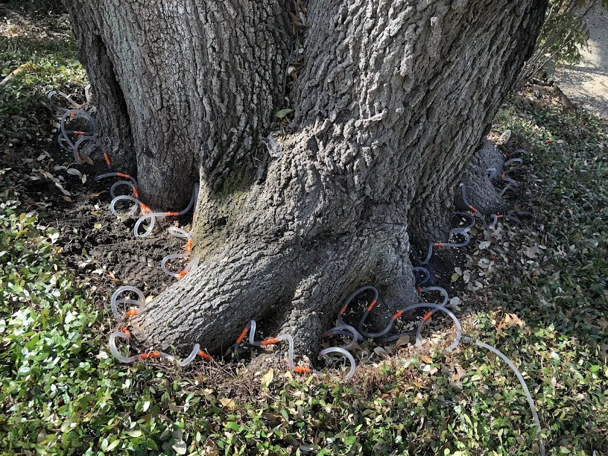 Detailed Tree Cabling and Bracing job site in Tunnel City