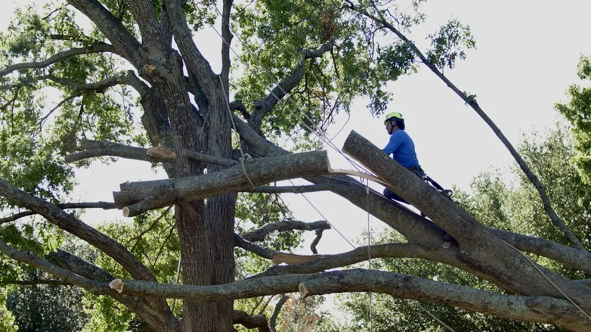 Professional Crown Thinning performed by certified arborists in Tunnel City