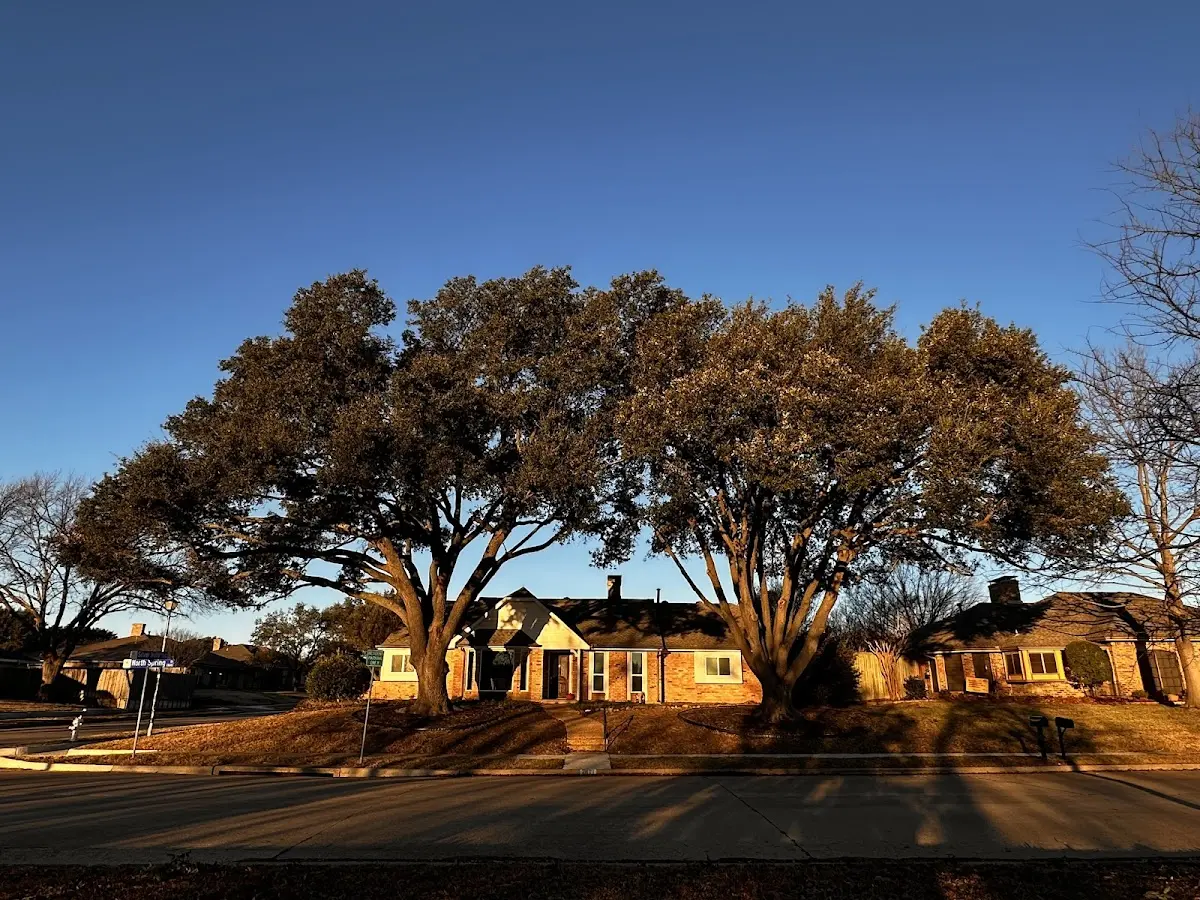 Established residential canopy tree shading a home in Tunnel City
